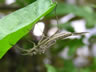 Calopteryx virgo - exúvium