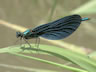 Calopteryx virgo - samec