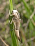 Coenagrion ornatum - exúvium