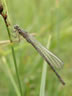 Coenagrion ornatum - juvenil