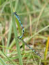 Coenagrion ornatum - pár