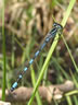 Coenagrion ornatum - samec