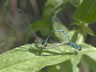 Coenagrion puella - párenie