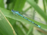 Coenagrion puella - samec