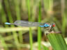 Erythromma viridulum - samec