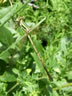 Lestes barbarus - samica