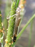 Lestes barbarus - exúvium