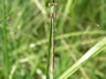 Lestes barbarus - samica