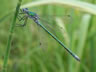 Lestes dryas - samec