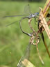 Lestes sponsa - párenie