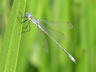 Lestes sponsa - samec