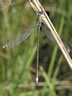 Lestes virens - samec