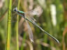 Lestes virens - samec