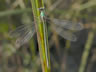 Lestes virens - samica