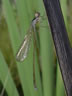 Nehalennia speciosa - samec