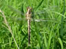 Orthetrum albistylum - vyliahnutý samec