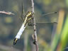 Orthetrum albistylum - samec