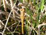 Orthetrum coerulescens - liahnutie