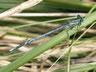 Platycnemis pennipes - samec