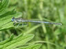 Platycnemis pennipes - samec