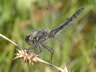 Sympetrum danae - samec