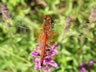 Sympetrum flaveolum - samec