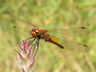 Sympetrum flaveolum - samec