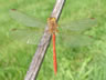 Sympetrum meridionale - samec