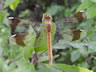 Sympetrum pedemontanum - samica