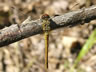 Sympetrum sanguineum - samica