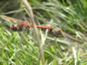 Sympetrum sanguineum - kladenie vajíčok