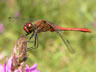 Sympetrum sanguineum - samec