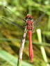 Sympetrum sanguineum - samec