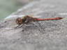 Sympetrum striolatum - samec