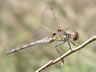 Sympetrum striolatum - samica