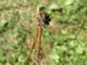 Sympetrum vulgatum - samica