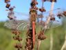 Sympetrum vulgatum - samec