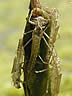 Coenagrion puella - exúvium