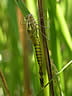 Lestes viridis - exúvium