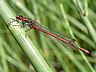 Pyrrhosoma nymphula - samec