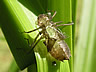 Sympetrum sanguineum - exúvium