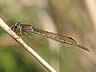 Sympecma paedisca - samec