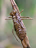 Sympetrum danae - exúvium