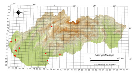 Anax parthenope - výskyt na Slovensku