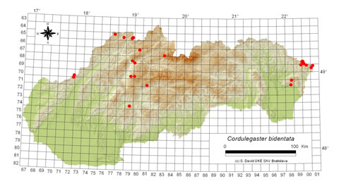 Cordulegaster bidentata - výskyt na Slovensku