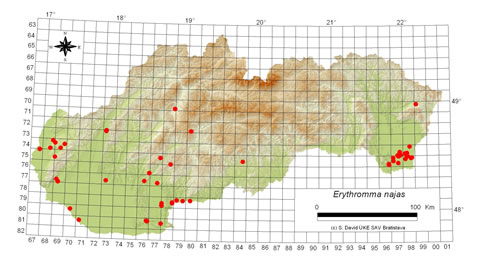 Erythromma najas - výskyt na Slovensku