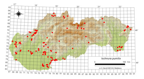 Ischnura pumilio - výskyt na Slovensku