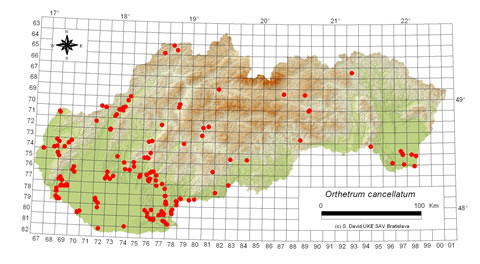 Orthetrum cancellatum - výskyt na Slovensku