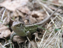 jašterica