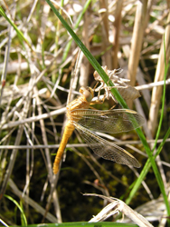 vážka Orthetrum coerulescens